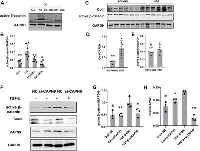 Inhibition of calpain9 attenuates peritoneal dialysis-related peritoneal fibrosis